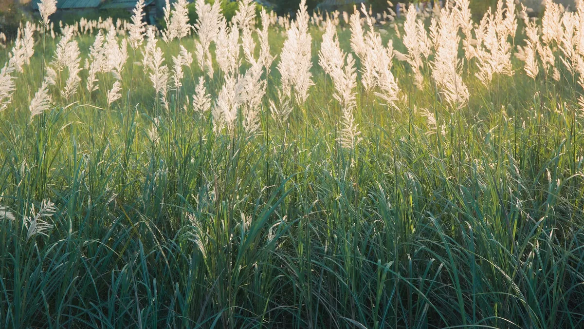Calm field of tall white grass glowing in early morning sunlight, capturing nature's tranquility.
