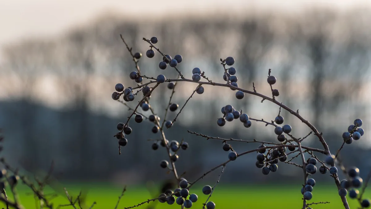Close-up of a branch with dark berries against an out-of-focus natural backdrop.