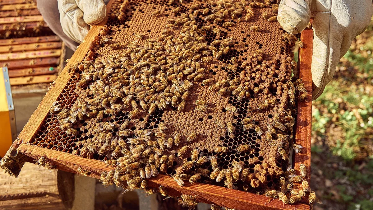 A beekeeper inspects a honeycomb filled with active bees in a sunny outdoor setting.